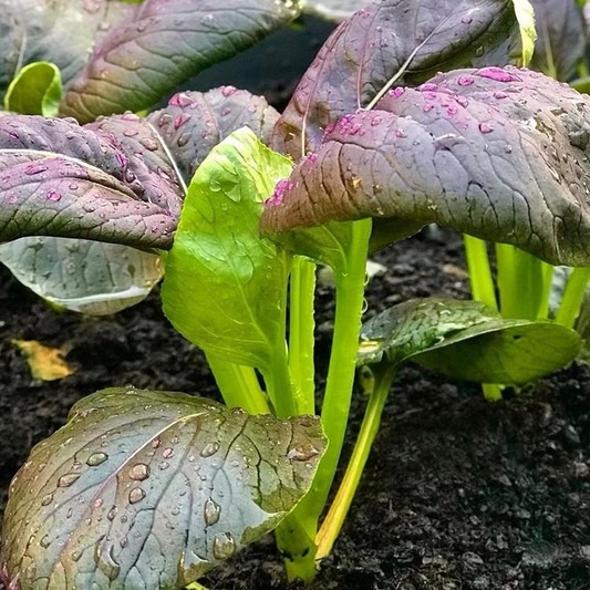 Purple Rapeseed Vegetable Seeds- Winter Marvel Bug Repellent