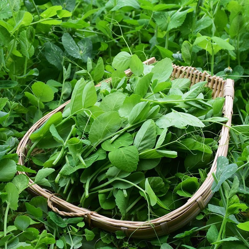 Pisum Sativum Seedlings Seeds