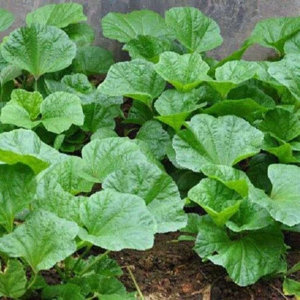 Curled Mallow Seeds