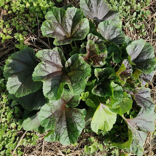 Curled Mallow Seeds