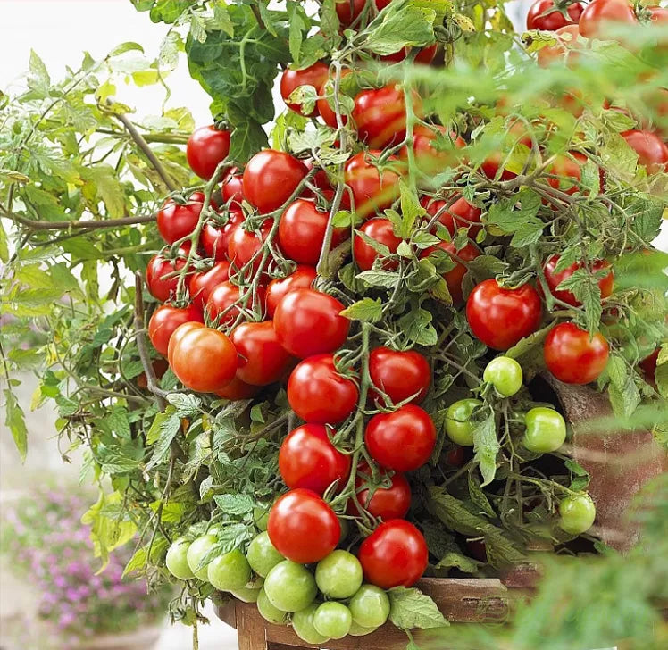 🍅Dwarf Cherry Tomatoes – Easy-to-Grow, Perfect for Containers