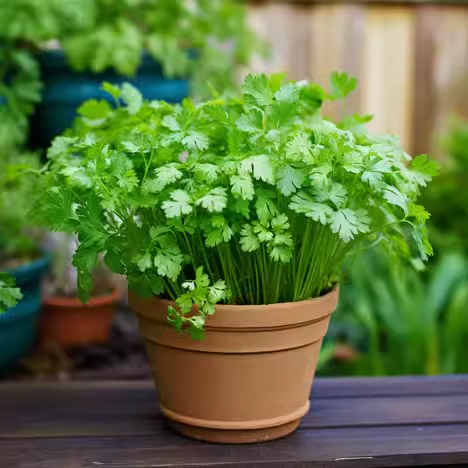 😍Last Day Sale - 60% OFF✨Coriander seeds 🌱