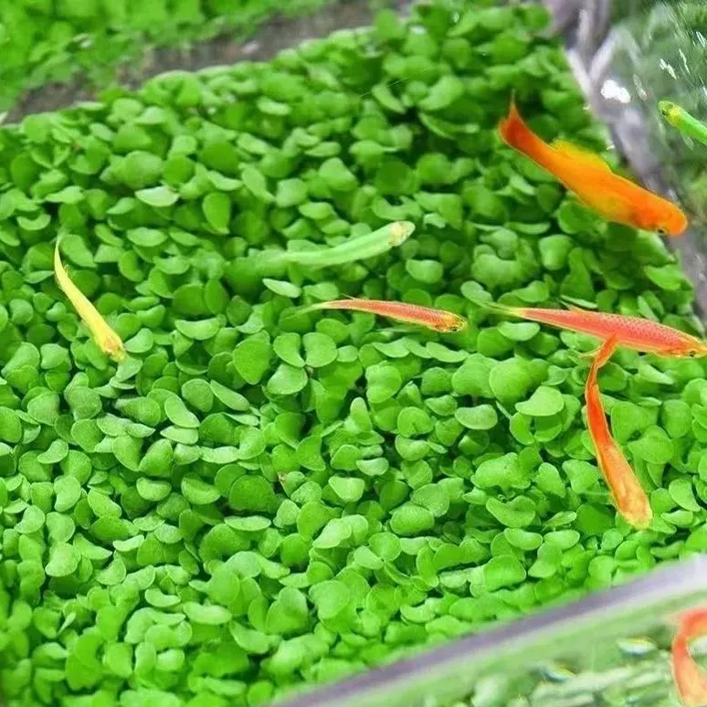 ✨Fresh Water World: Rapid germination of water grass seeds 🌿