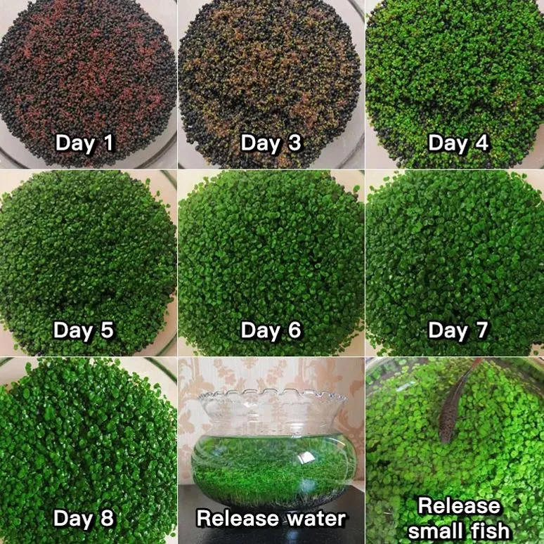 ✨Fresh Water World: Rapid germination of water grass seeds 🌿