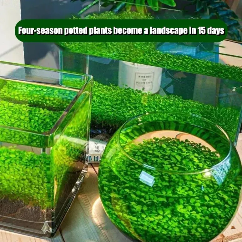 ✨Fresh Water World: Rapid germination of water grass seeds 🌿