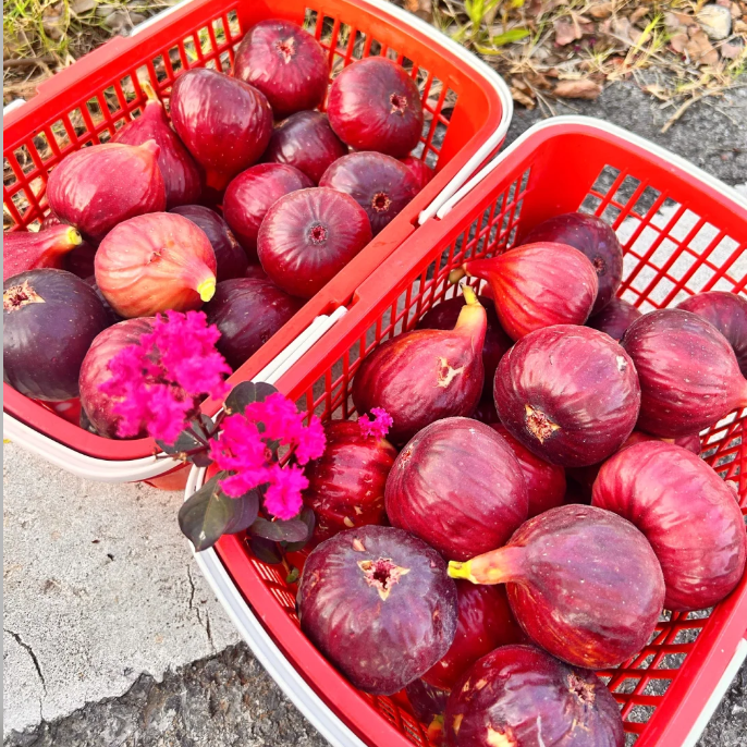 🍑Super Giant Fig Tree Seeds - The Sweetness of a Peach in Every Bite! 🌟