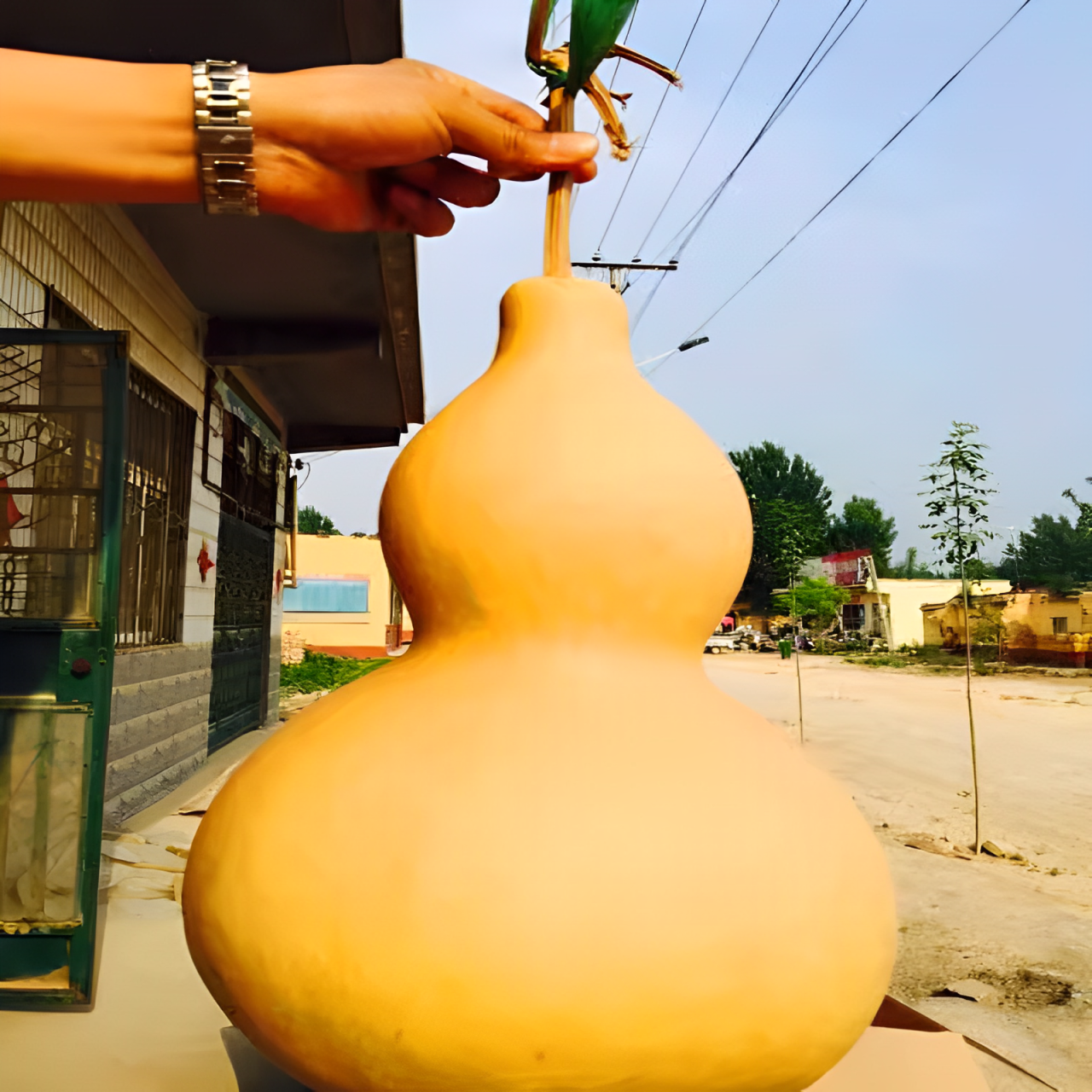 Giant Gourd Seeds