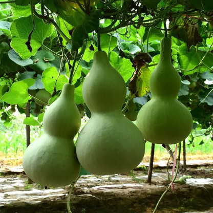 Giant Gourd Seeds