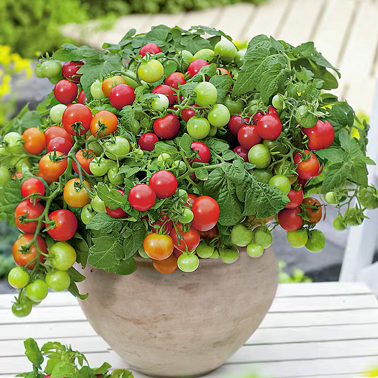 🍅Dwarf Cherry Tomatoes – Easy-to-Grow, Perfect for Containers