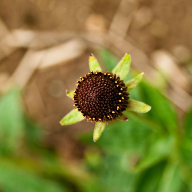 WESTERN CONEFLOWER Rudbeckia Occidentalis Green Wizard aka Rayless Naked Chocolate Black Flower Herb Seeds