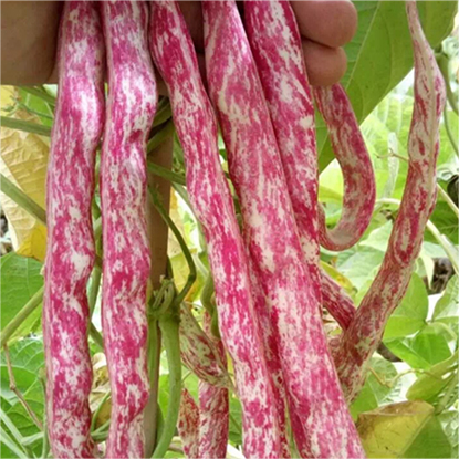 60%  OFF🔥SUPER-LONG GREEN BEAN SEEDS - SUPER YIELD