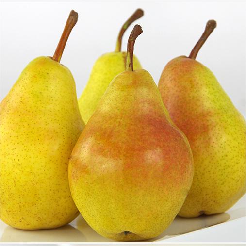 Pyrus communis Seeds - granny's pears