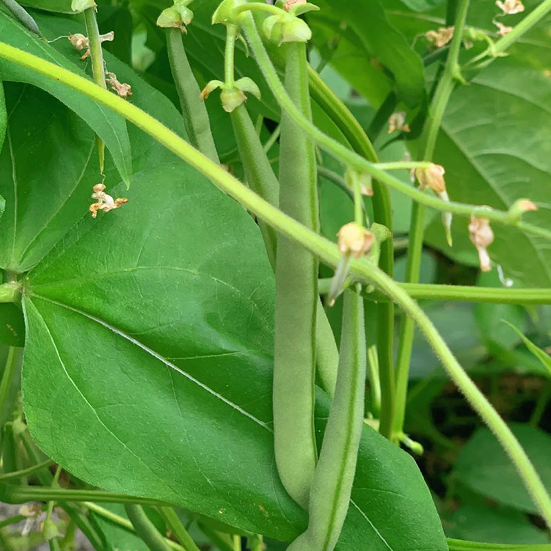 Bush Beans🫛Seeds(High Yield)