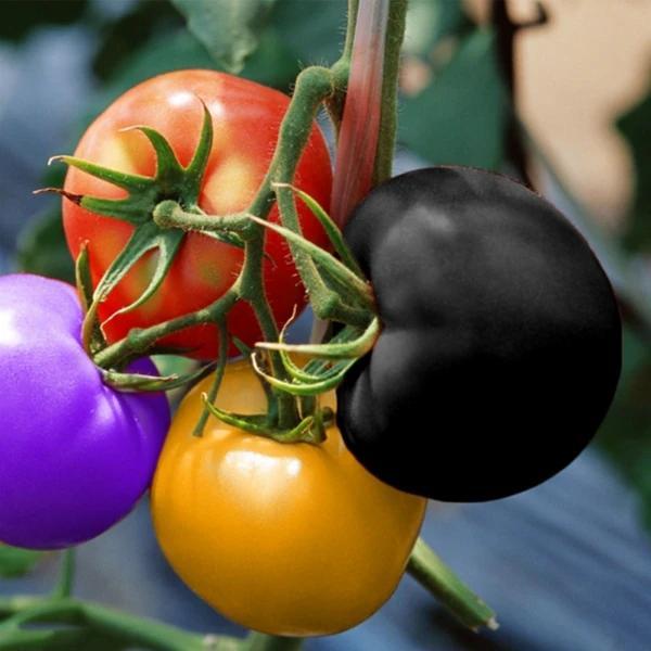 Rainbow Tomato Seeds (100 Seeds)