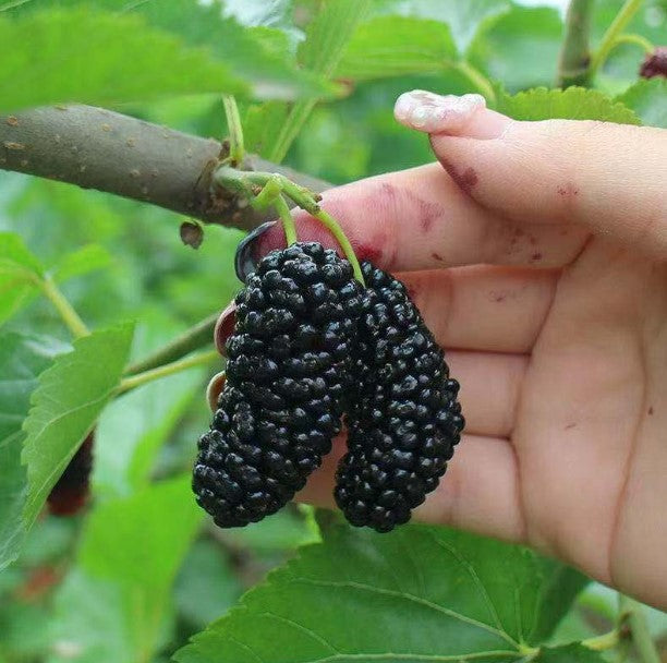 🍇 Persian Black Mulberry Seeds – Year after Year of Sweet, Bountiful Fruit, Plant for Endless Harvests of Deliciousness and Health! 🌱