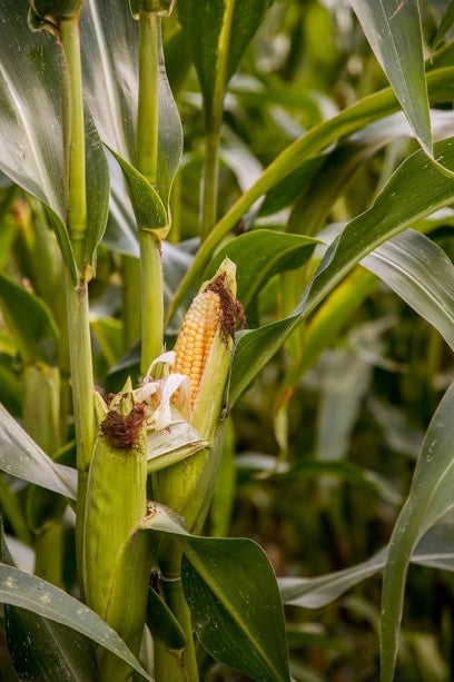 🌽Peach & Cream Sweet Corn Seeds, Non-GMO, Open-Pollinated, the Natural Sweet Choice! ✨