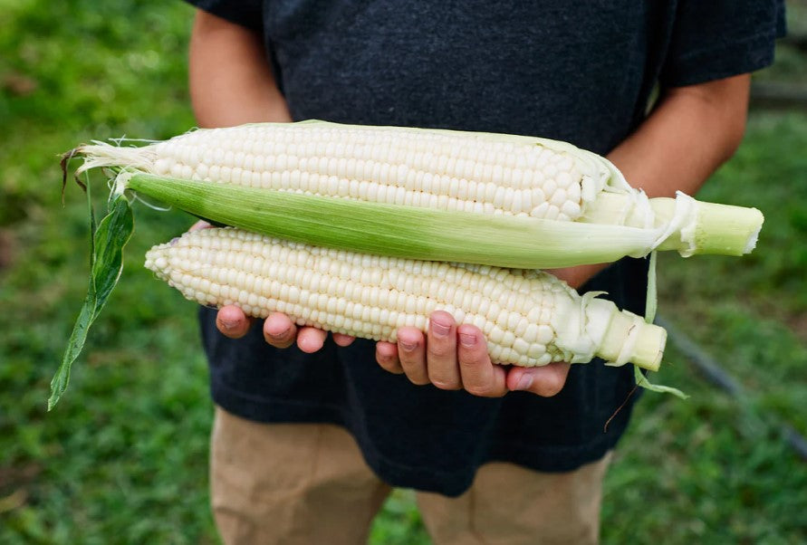 🌽Peach & Cream Sweet Corn Seeds, Non-GMO, Open-Pollinated, the Natural Sweet Choice! ✨