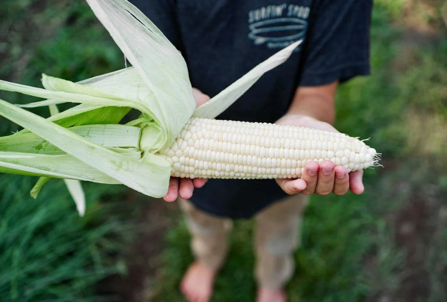 🌽Peach & Cream Sweet Corn Seeds, Non-GMO, Open-Pollinated, the Natural Sweet Choice! ✨