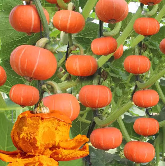 Red Baby Pumpkin: A Tiny, Sweet Delight for Your Garden and Table! 🎃🌿