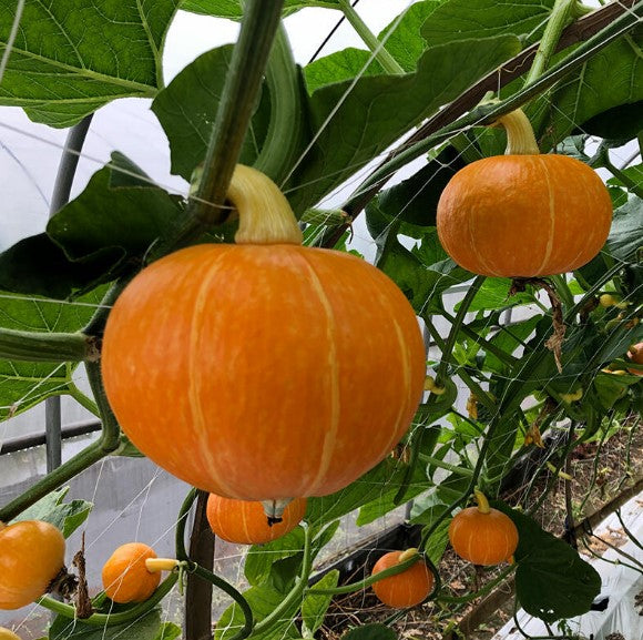 Red Baby Pumpkin: A Tiny, Sweet Delight for Your Garden and Table! 🎃🌿