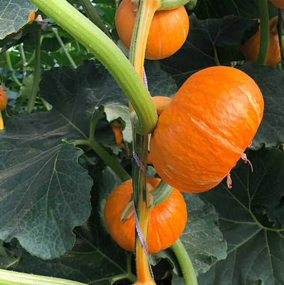 Red Baby Pumpkin: A Tiny, Sweet Delight for Your Garden and Table! 🎃🌿