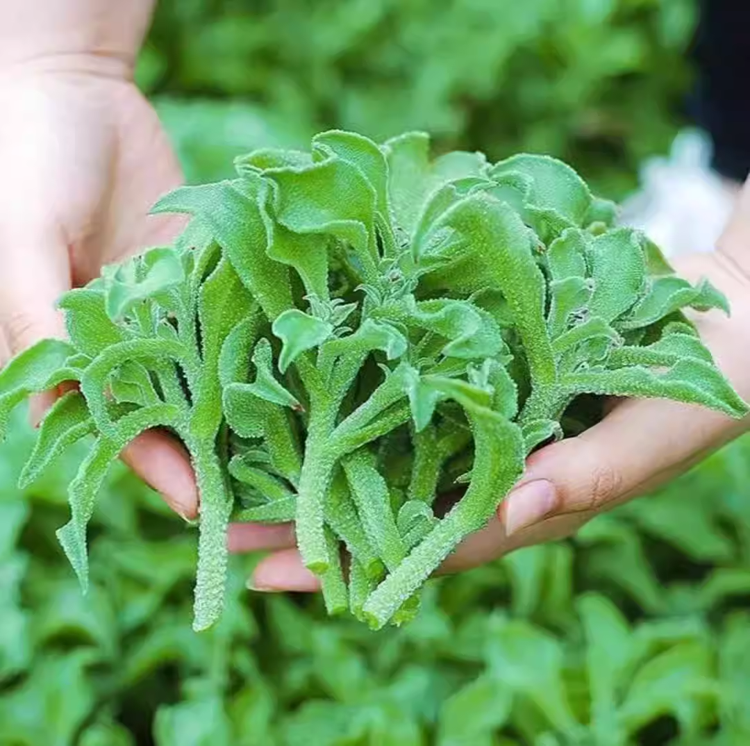 😍Last Day Sale - 60% OFF✨Crystal Ice Plant Seeds