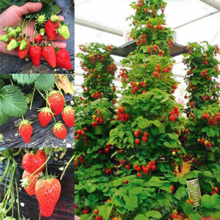 Climbing Strawberry Tree Seeds