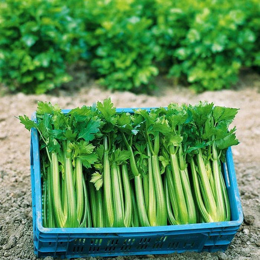 Celery Tango Organic