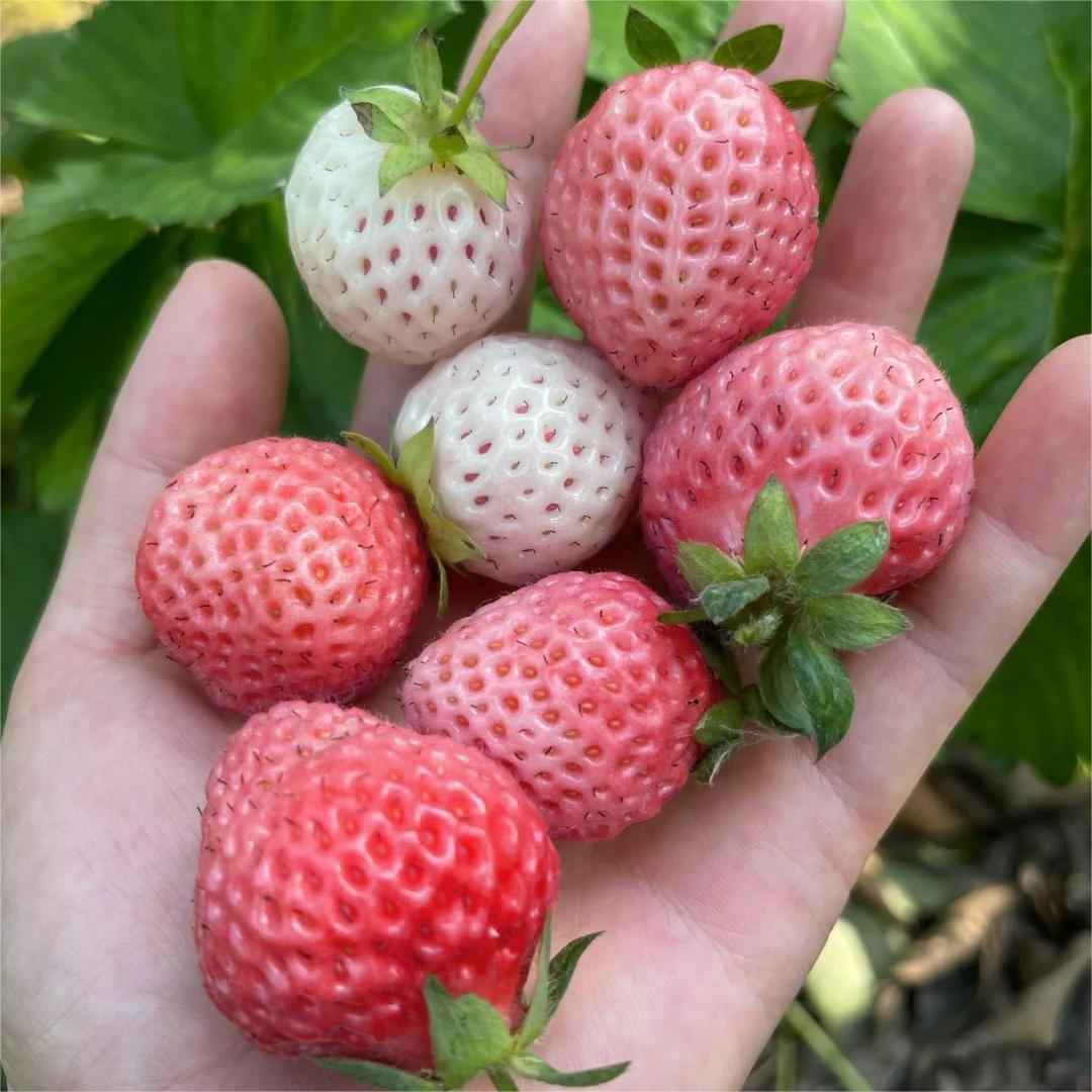 PEACH LAVENDER STRAWBERRY SEEDS (PEACH FLAVOR)