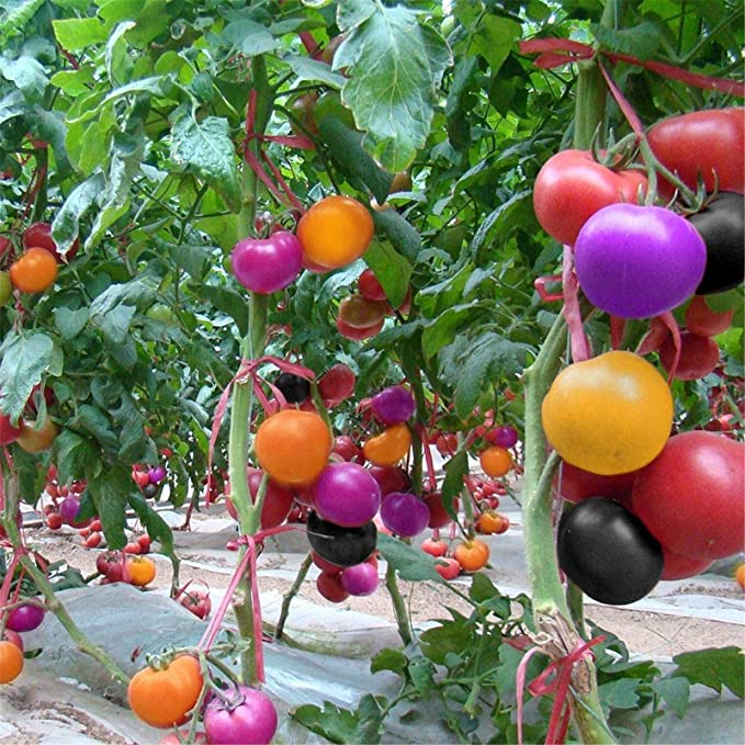 Rainbow Tomato Seeds (100 Seeds)