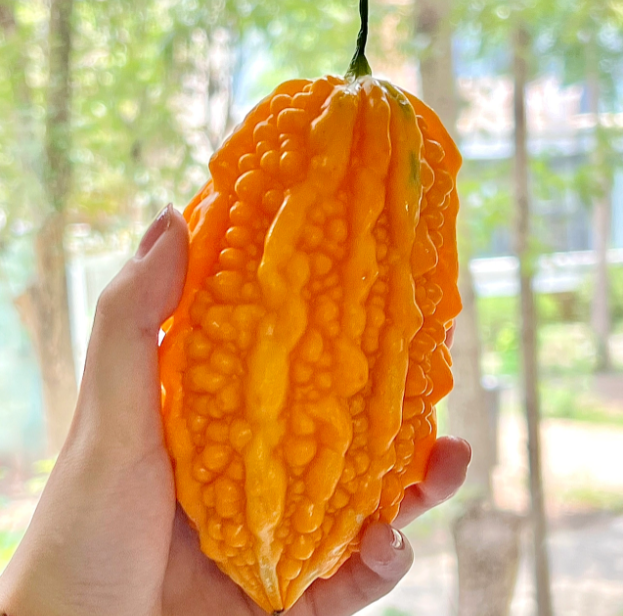 Lai Grape Seeds for Garden Bitter Gourd Seeds