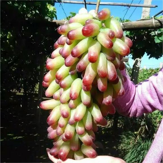 Last Day Sale - 60% OFF🍇Manicure Finger Grapes Seeds(98% Germination)