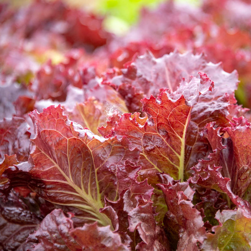 Coffee Leaf lettuce Seeds-Harvest Within 30 days-Fewer pests