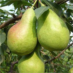 Pyrus communis Seeds - granny's pears