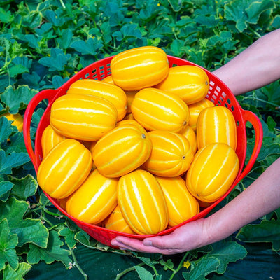 Golden Melon Seeds