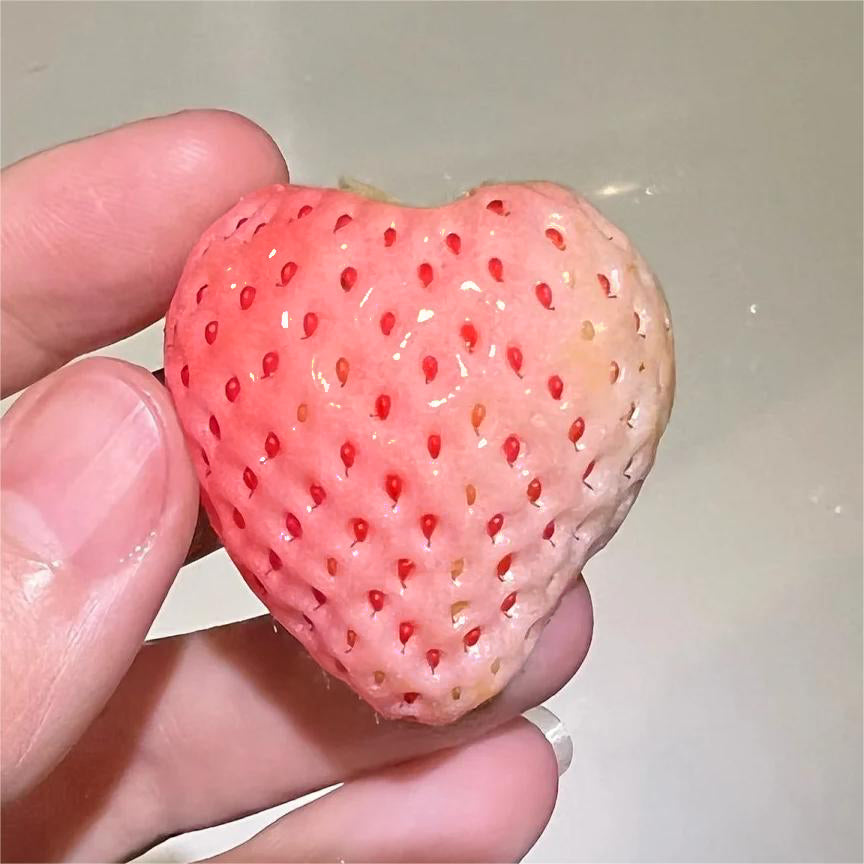 PEACH LAVENDER STRAWBERRY SEEDS (PEACH FLAVOR)