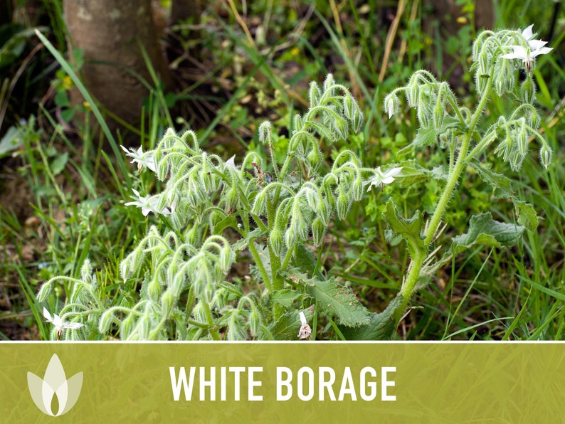 😍😍Last Day Sale - 60% OFF✨White Borage Seeds