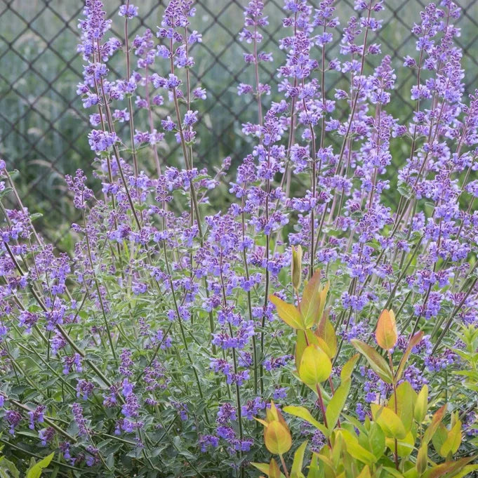 😍Last Day Sale - 60% OFF✨Catnip Seeds