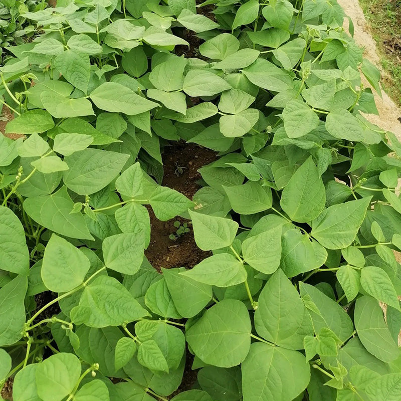 Bush Beans🫛Seeds(High Yield)