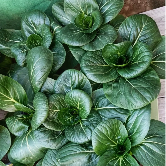 Black leaf Cabbage Seeds