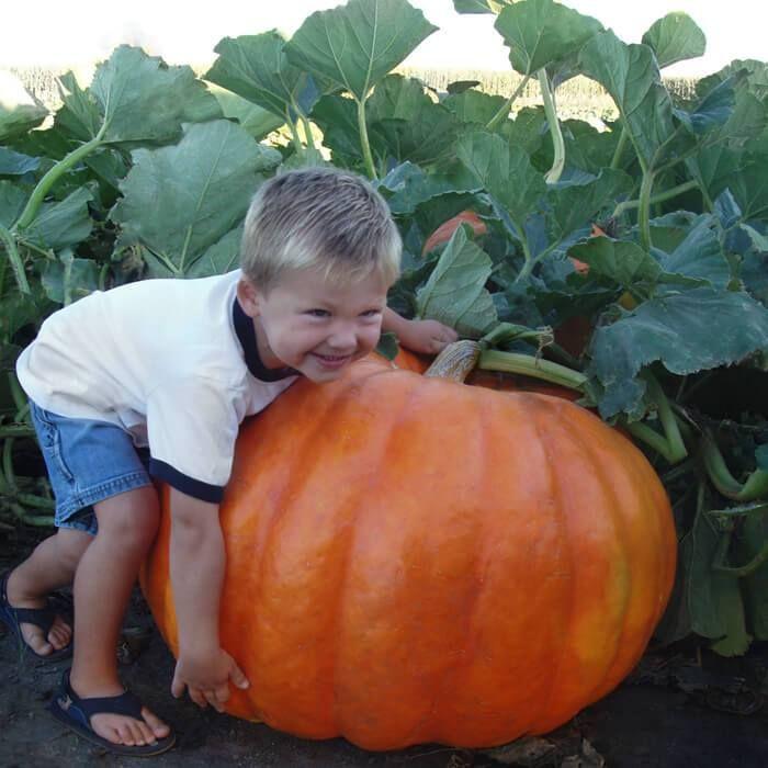 Rare and exotic pumpkin seeds