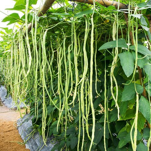 60%  OFF🔥SUPER-LONG GREEN BEAN SEEDS - SUPER YIELD