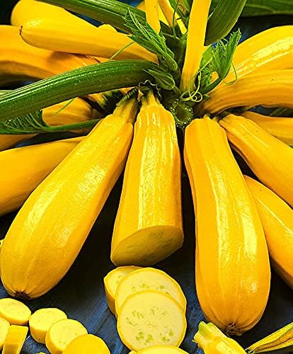 ✨Banana Zucchini - Golden Zucchini🌿Can be planted in all seasons