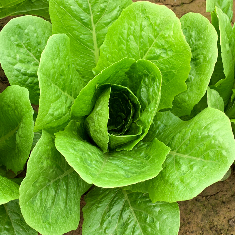 Crisp Leafy Greens: Nutritious & Crunchy Green Delight 🥗🌱