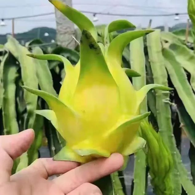 Multi-colored Dragon Fruit Seeds