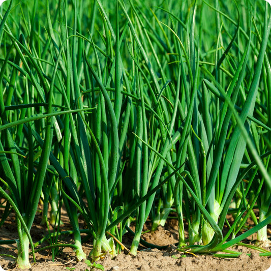 😍Last Day Sale - 60% OFF✨Green Onion seeds