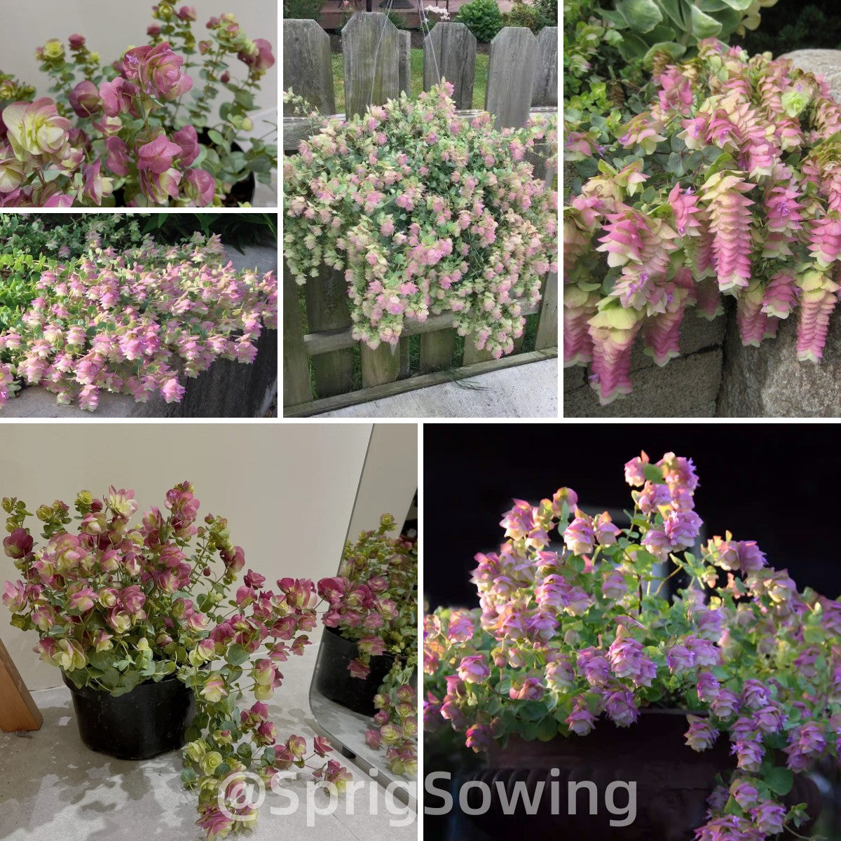 😍Last Day Sale - 60% OFF✨Ornamental Oregano Seeds - 2024 New Variety "Paper Folding Picture"