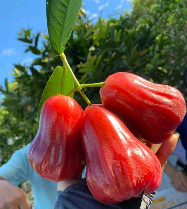 Wax-apple Fruit Seeds🍹100% Germination Rate