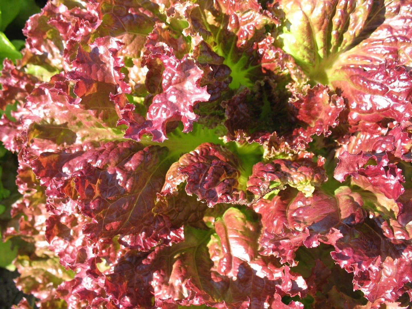 Coffee Leaf lettuce Seeds-Harvest Within 30 days-Fewer pests