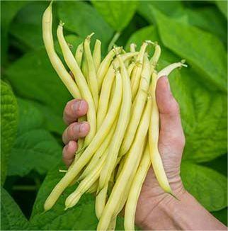 60%  OFF🔥SUPER-LONG GREEN BEAN SEEDS - SUPER YIELD